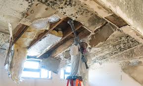 Best Emergency Mold Remediation  in Anoka, MN